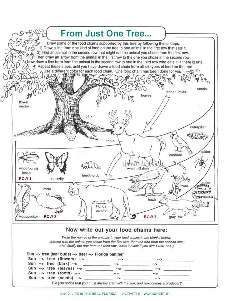 Food Chains and Food Webs Skills Worksheet Answers or 251 Best Animal Food Chains Images On Pinterest