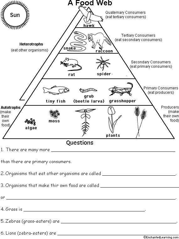 Food Web Practice Worksheet Along with Behr John Biology Chapter 13