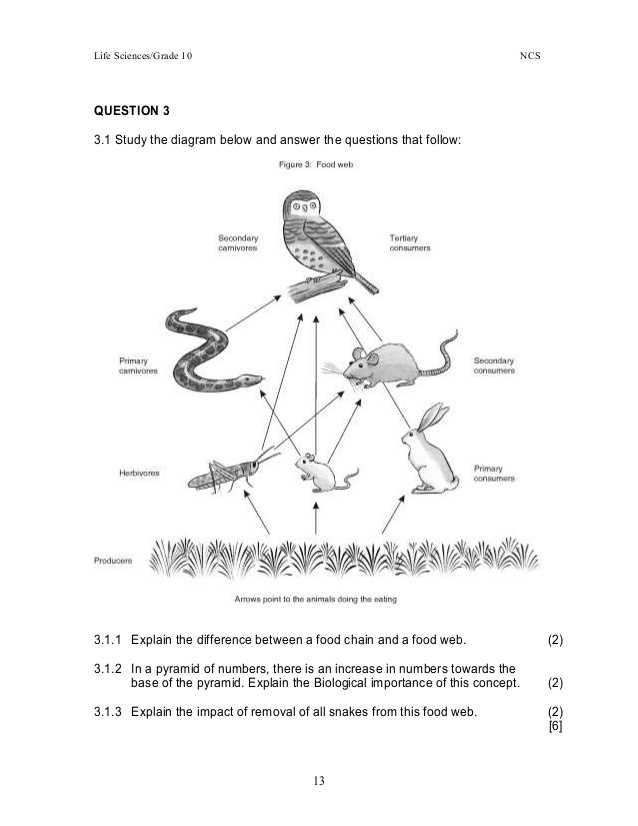 Food Web Practice Worksheet Also A Food Web Worksheet Answers Worksheets for All