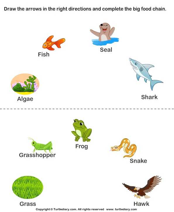 Food Web Practice Worksheet with 161 Best Food Chains Webs Ecosystems and Biomes Images On