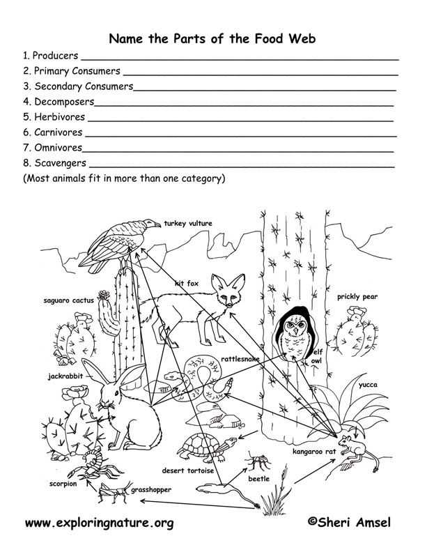 Food Web Worksheet and 251 Best Animal Food Chains Images On Pinterest