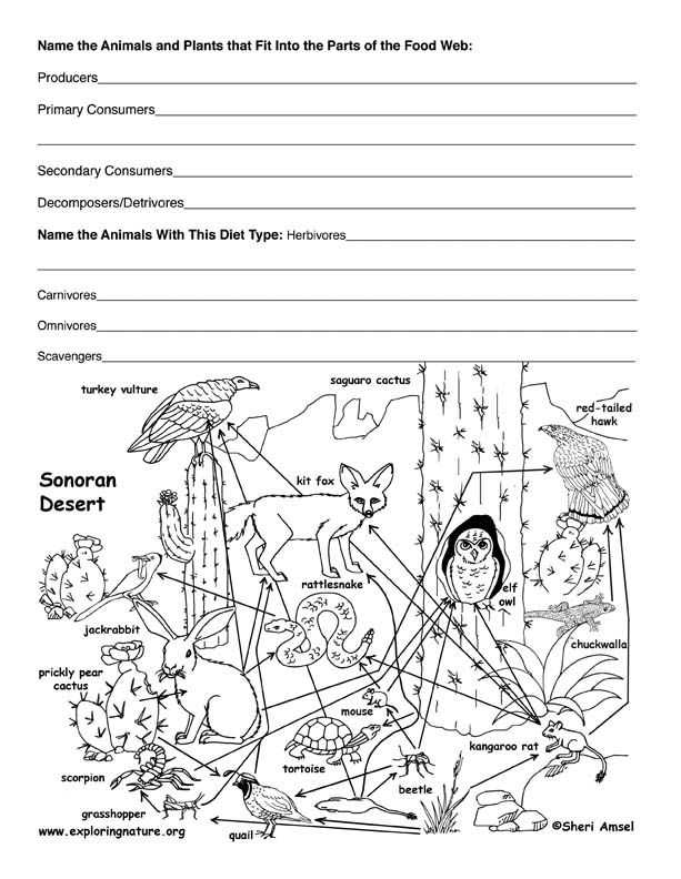 Food Web Worksheet Answer Key Along with 293 Best 4°eso Images On Pinterest