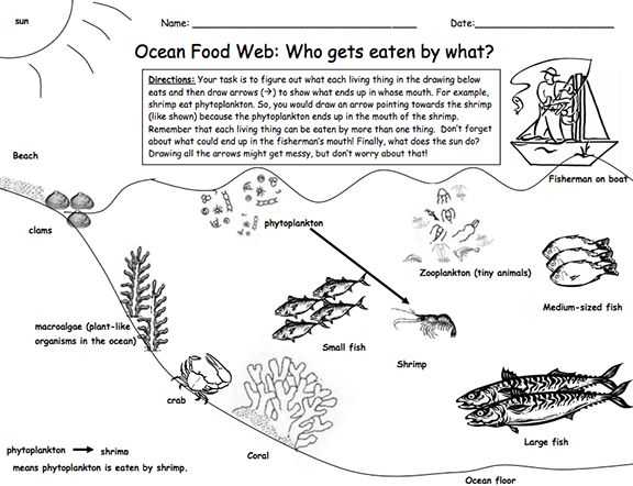 Food Web Worksheet Answer Key with 101 Best Food Chains Webs Images On Pinterest
