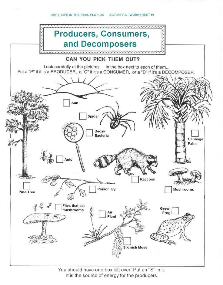 Food Web Worksheet with 161 Best Food Chains Webs Ecosystems and Biomes Images On