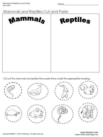 Free Animal Classification Worksheets and 31 Best Unit Ideas Mammals Images On Pinterest