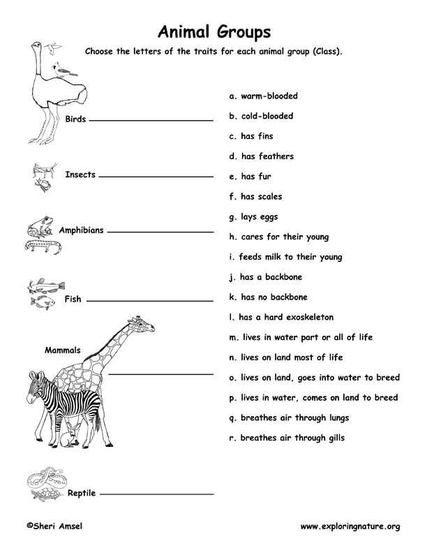 Free Animal Classification Worksheets or Learn About Animals Classification From Exploringnature