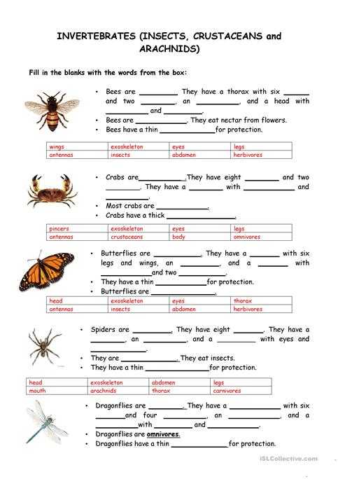 Free Esl Worksheets for Adults Also Animals Vertebrates and Invertebrates Worksheet Free Esl Printable