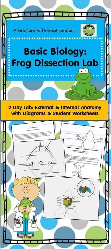 Frog Dissection Worksheet Answers together with 22 Best Dissection Images On Pinterest