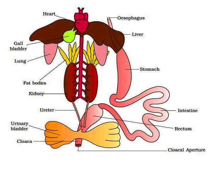 Frog Dissection Worksheet Answers with Frog Digestive System Diagram