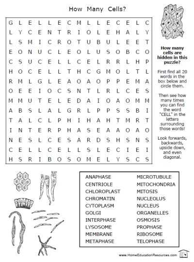 Fun Science Worksheets Also 142 Best Classroom Ideas Science Images On Pinterest