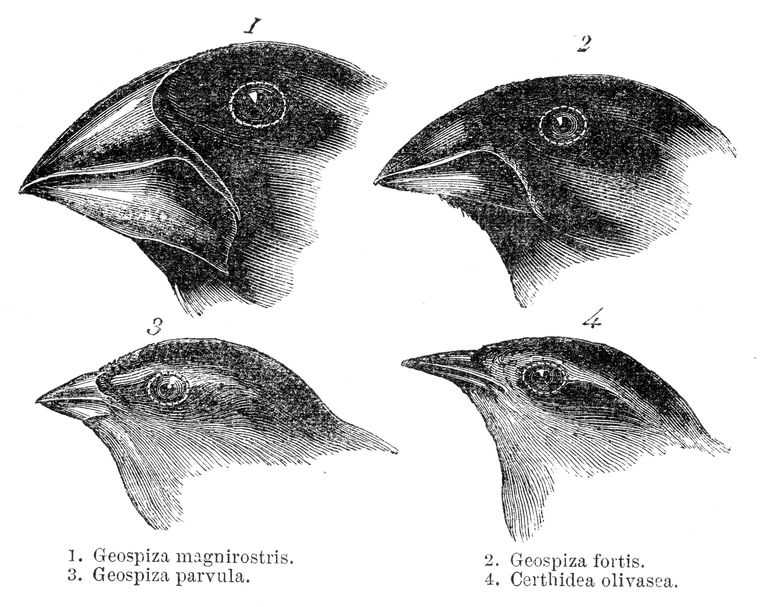 Galapagos island Finches Worksheet Also the 5 Types Of Selection Natural and Not so Natural