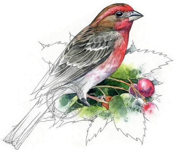 Galapagos island Finches Worksheet and 16 Best Book Images On Pinterest