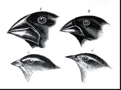 Galapagos island Finches Worksheet as Well as 129 Best Darwin S Cabinet Of Curiosities Images On Pinterest