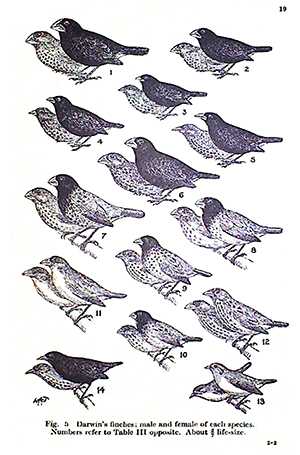 Galapagos island Finches Worksheet together with David Lack and Darwin S Finches