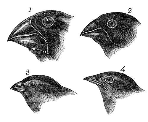 Galapagos island Finches Worksheet together with Sketches Of Finches Made by Darwin Evolution Tattoos
