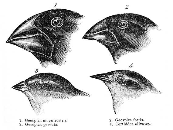 Galapagos island Finches Worksheet with David Lack and Darwin S Finches