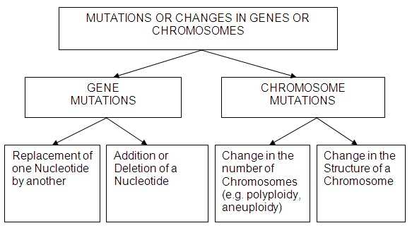Gene and Chromosome Mutation Worksheet as Well as Gen Und Chromosomenmutations Arbeitsblatt Neu Mutations Biology is