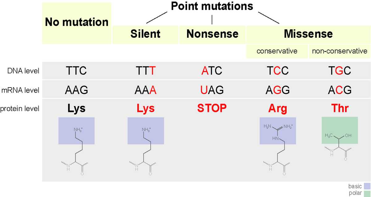 Gene and Chromosome Mutation Worksheet with Point Mutation