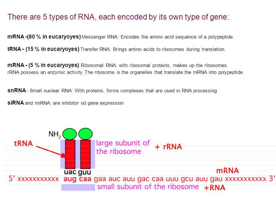 Gene Regulation and Expression Worksheet Answers with Transcription In Prokaryotes Ppt