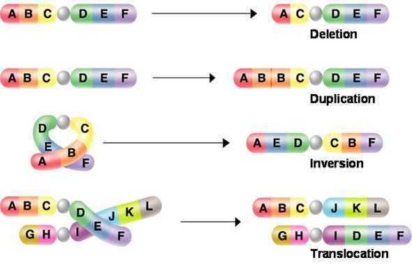 Genetic Mutations Worksheet Answers Also Mutations Worksheet Answer Key Awesome Biology Archive November 18