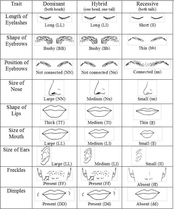 Genetics Worksheet Answers together with 200 Best Genetics Images On Pinterest