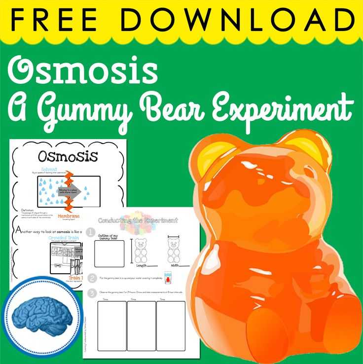 Gummy Bear Science Experiment Worksheet Also 151 Best Bears Images On Pinterest
