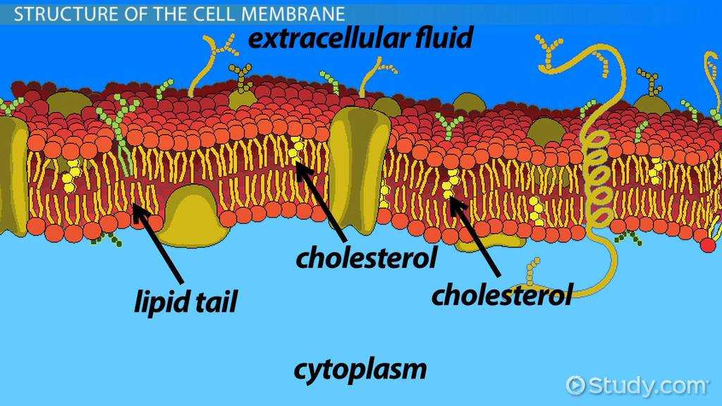 Holt Biology Cells and their Environment Skills Worksheet Answers with why is the Cell Membrane Selectively Permeable Video & Lesson