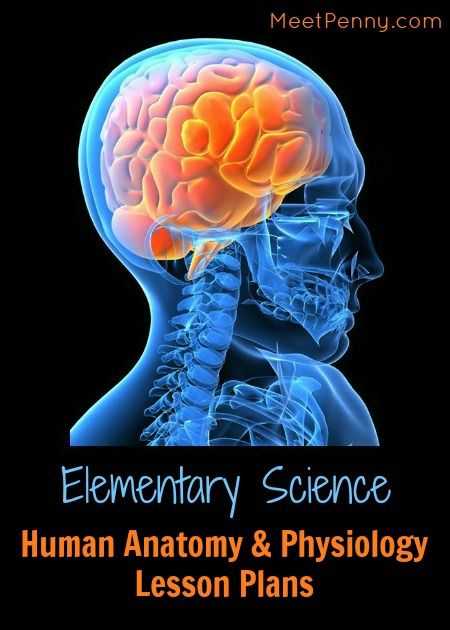 Human Body Pushing the Limits Brain Power Worksheet Answers as Well as 53 Best School Human Body Images On Pinterest