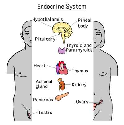 Human Endocrine Hormones Worksheet Also Endocrine Hormones Basic Mechanisms and the Menstrual Cycle Sbi