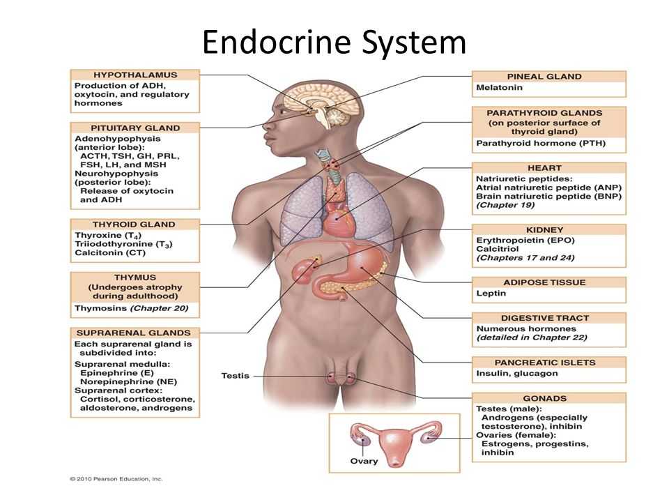 Human Endocrine Hormones Worksheet as Well as Fantastisch Endokrine System Hormone Ideen Menschliche Anatomie