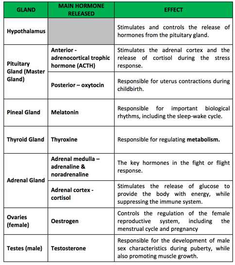 Human Endocrine Hormones Worksheet Key Along with College Essay Help for Busy Students