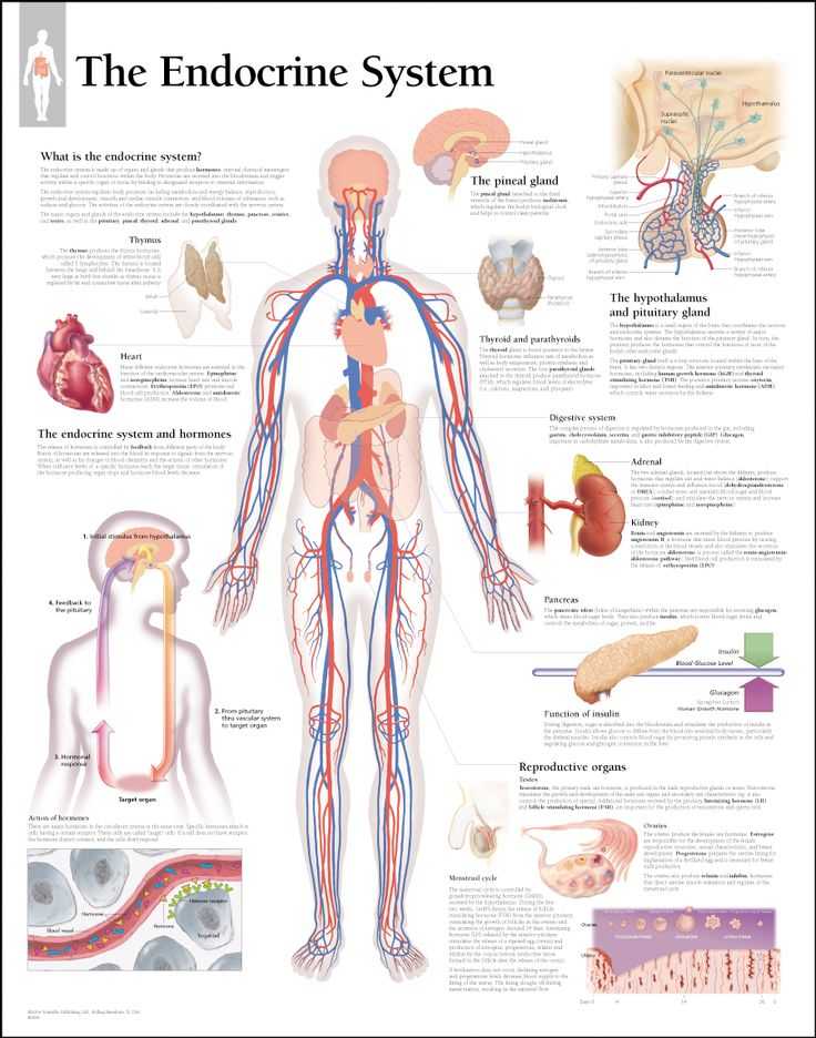 Human Endocrine Hormones Worksheet Key as Well as atemberaubend Human Anatomy Made Amazingly Easy Pdf Download Fotos