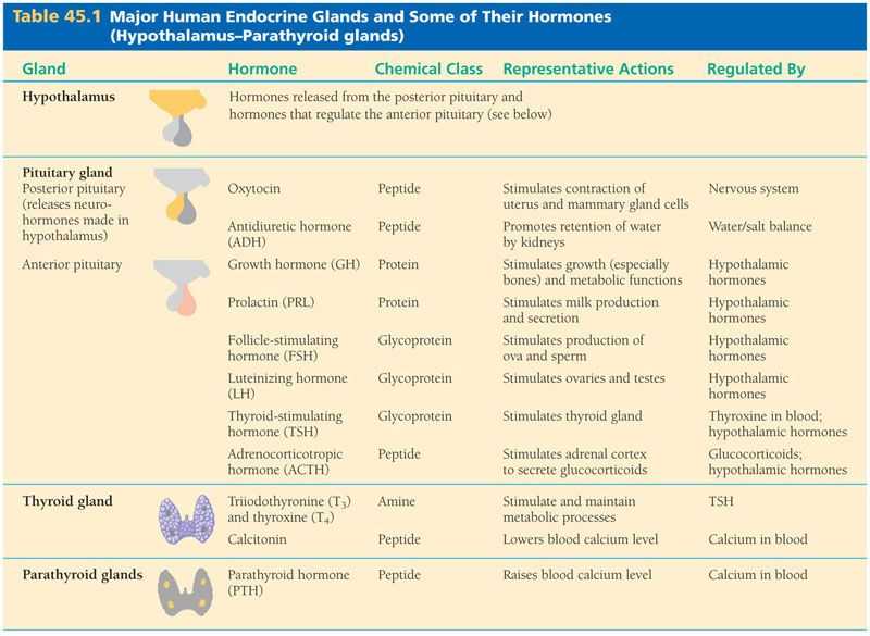 Human Endocrine Hormones Worksheet Key together with Major Human Endocrine Glands and some Of their Hormones