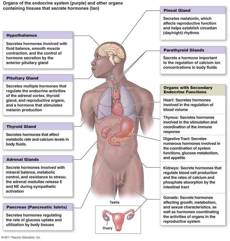 Human Endocrine Hormones Worksheet Key with 21 Best the Explanation Of Endocrine Gland Hormones and Its Function