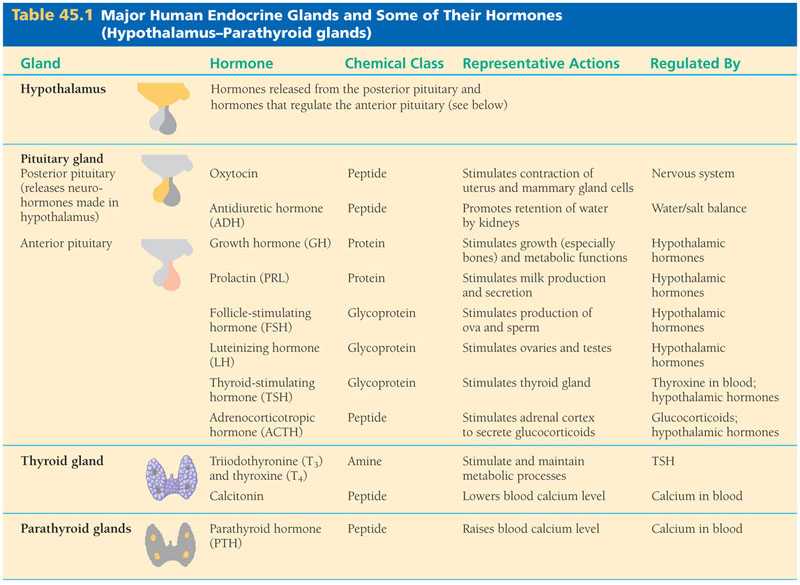 Human Endocrine Hormones Worksheet together with Major Human Endocrine Glands and some Of their Hormones
