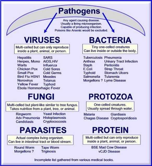 Infectious Disease Worksheet Middle School together with 115 Best Microbiology Images On Pinterest