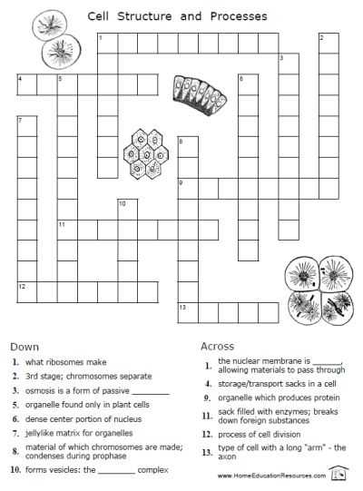 Inside the Cell Worksheet Answers and Free Cells Worksheets 12 Pages Easy to From