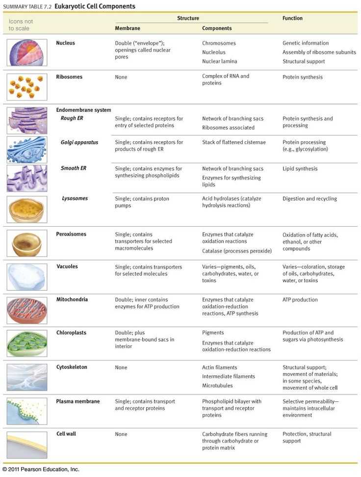 Inside the Cell Worksheet Answers together with 6039 Best for the Love Of Agriculture Images On Pinterest