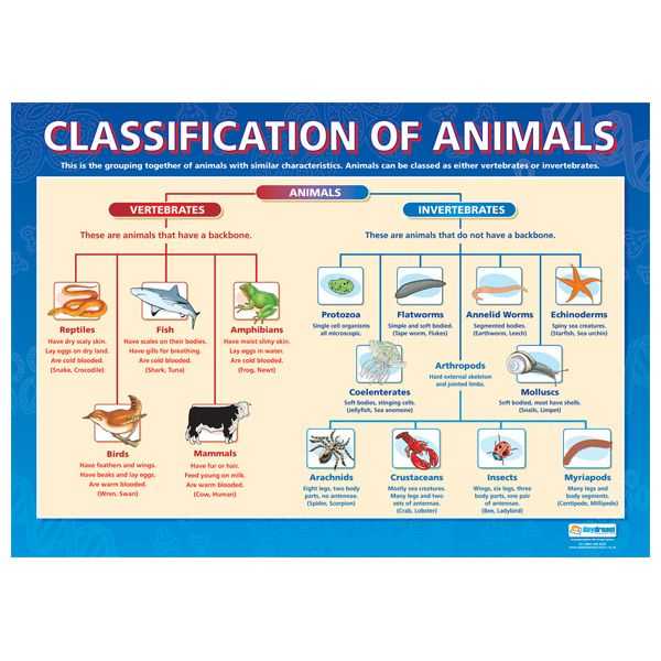 Kingdom Classification Worksheet Answers together with 11 Best Classification Chart Images On Pinterest