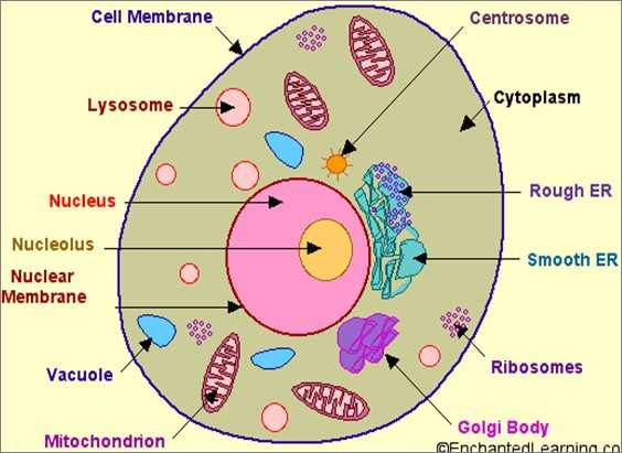 Label Plant Cell Worksheet as Well as Diagram A Plant Cell without Labels Best Animal Cell Diagram