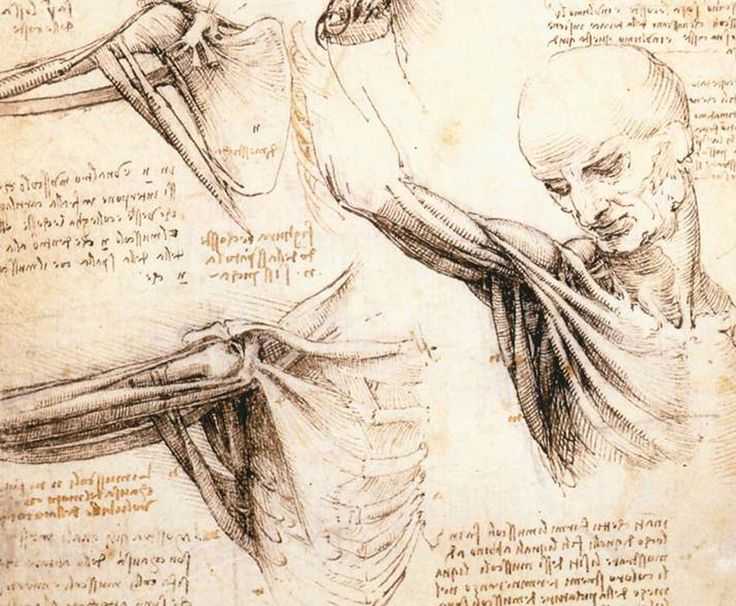 Leonardo Da Vinci Inventions Worksheet with 11 Best Leonardo Images On Pinterest