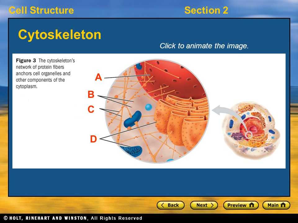 Lesson 7.2 Cell Structure Worksheet Answers Also Cell Structuresection 2 Key Ideas What Does the Cytoskeleton Do How