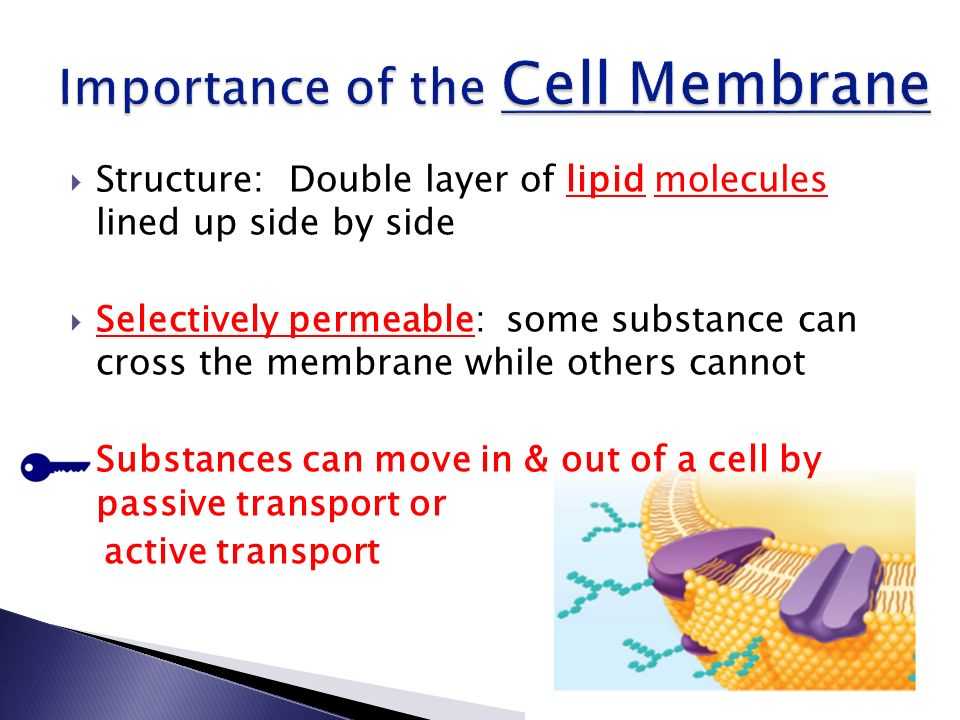 Lesson 7.2 Cell Structure Worksheet Answers Also Chapter 1 Lesson 4 the Cell In Its Environment – Pg Ppt