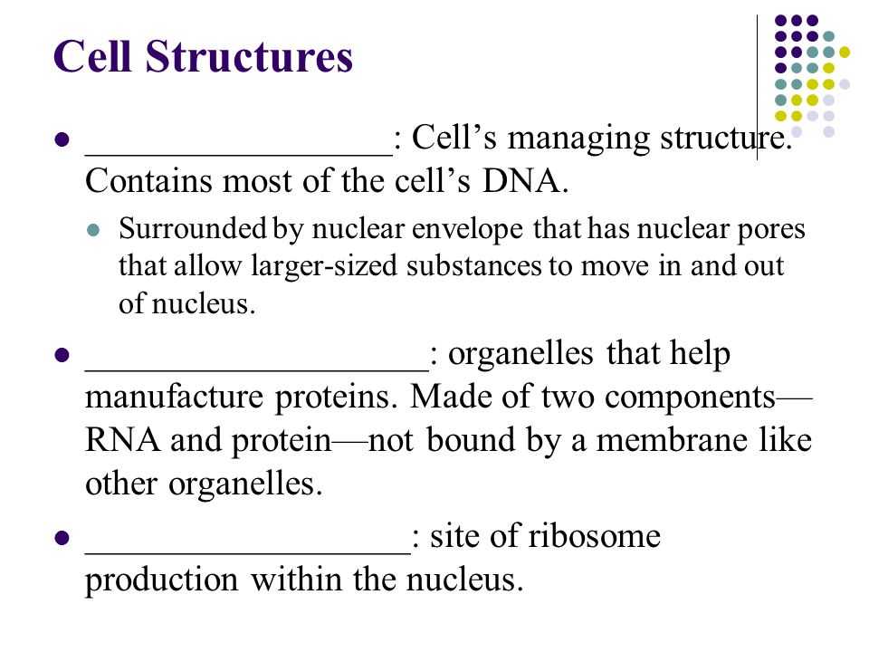 Lesson 7.2 Cell Structure Worksheet Answers and Chapter 7 Cellular Structure & Function Ppt Video Online