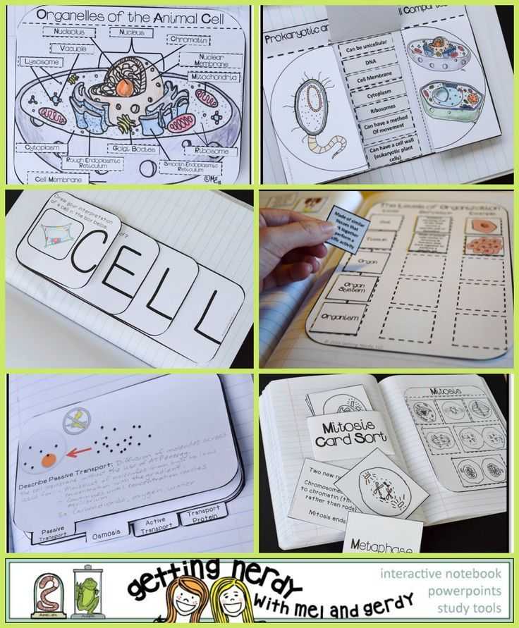 Lesson 7.2 Cell Structure Worksheet Answers or 951 Best Interactive Notebook Ideas Images On Pinterest