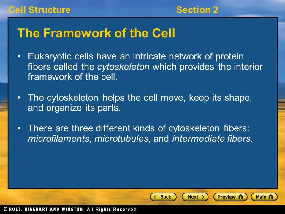 Lesson 7.2 Cell Structure Worksheet Answers with Cell Structuresection 2 Key Ideas What Does the Cytoskeleton Do How