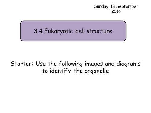 Lesson 7.2 Cell Structure Worksheet Answers with M Est S Shop Teaching Resources Tes