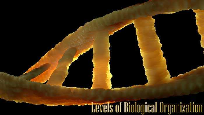 Levels Of Biological organization Worksheet with 10 Levels Of Biological organization