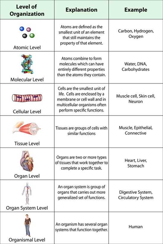 Levels Of organization Worksheet Answers and Biology Worksheets College