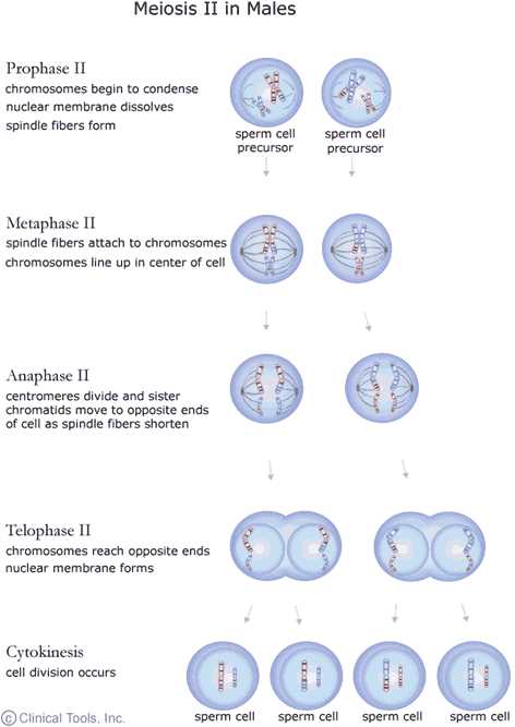 Meiosis 1 and Meiosis 2 Worksheet Along with Worksheets 42 Re Mendations the Cell Cycle Worksheet High
